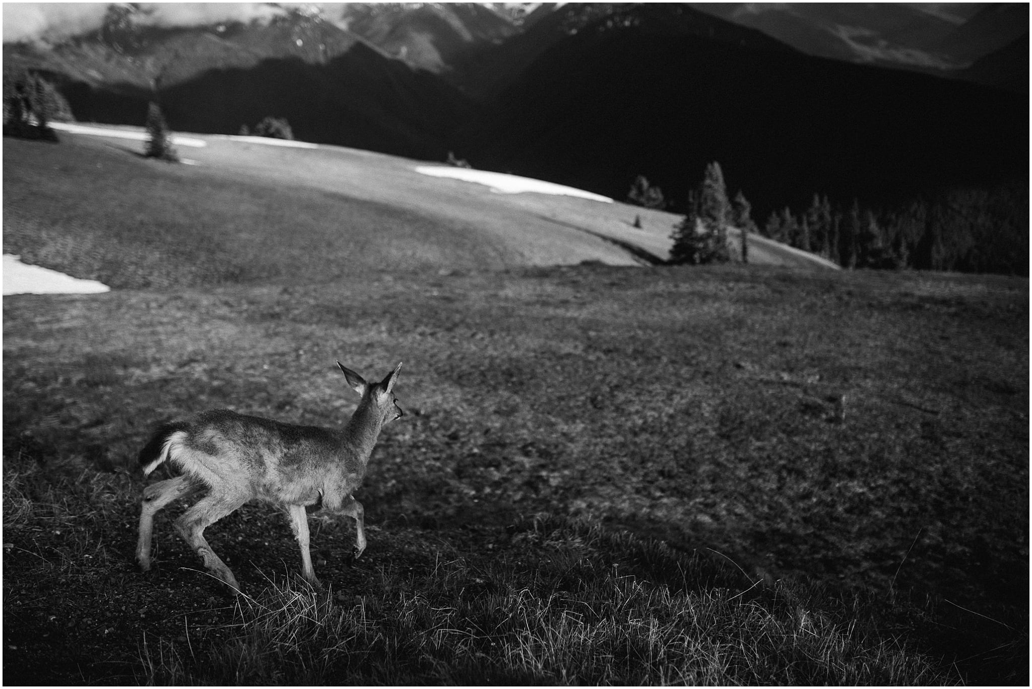 hurricane ridge, olympic national park, engagement, kim butler